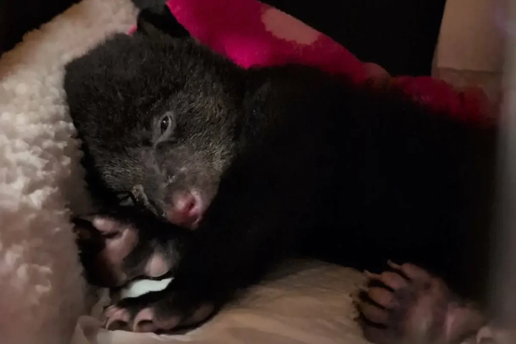 Baby bear cub rescued near Kamloops on World Bear Day