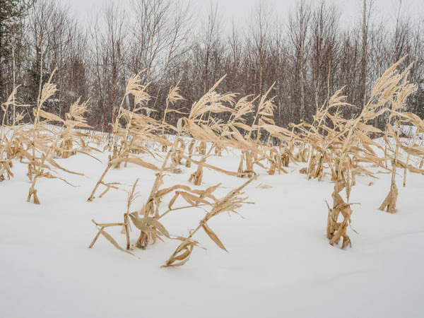Balancing-National-Security-and-Food-Security-in-Canada