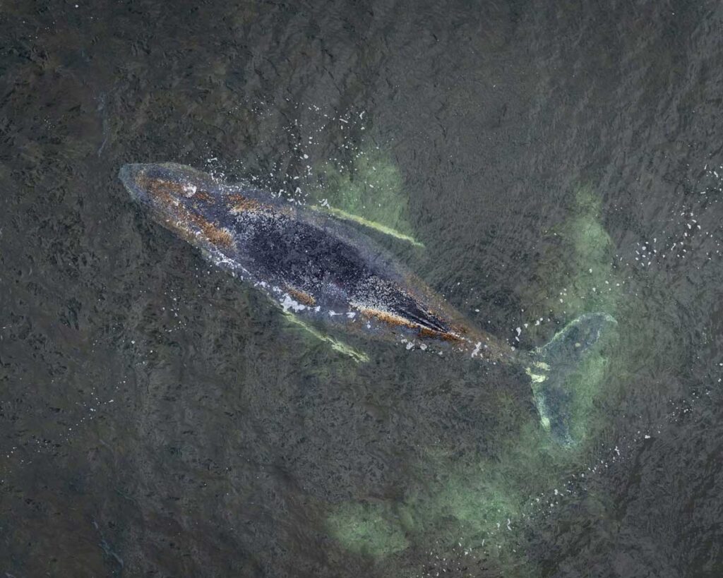 Humpback-Whale-Stranded-Again-Off-German-Coast