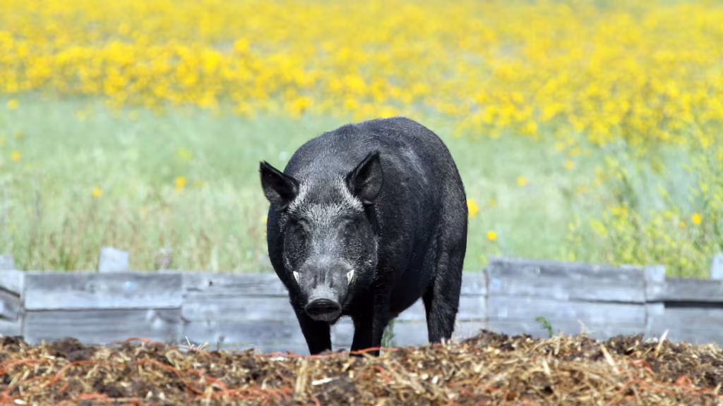 Alberta Tests AI Drones to Combat Wild Boar Threat