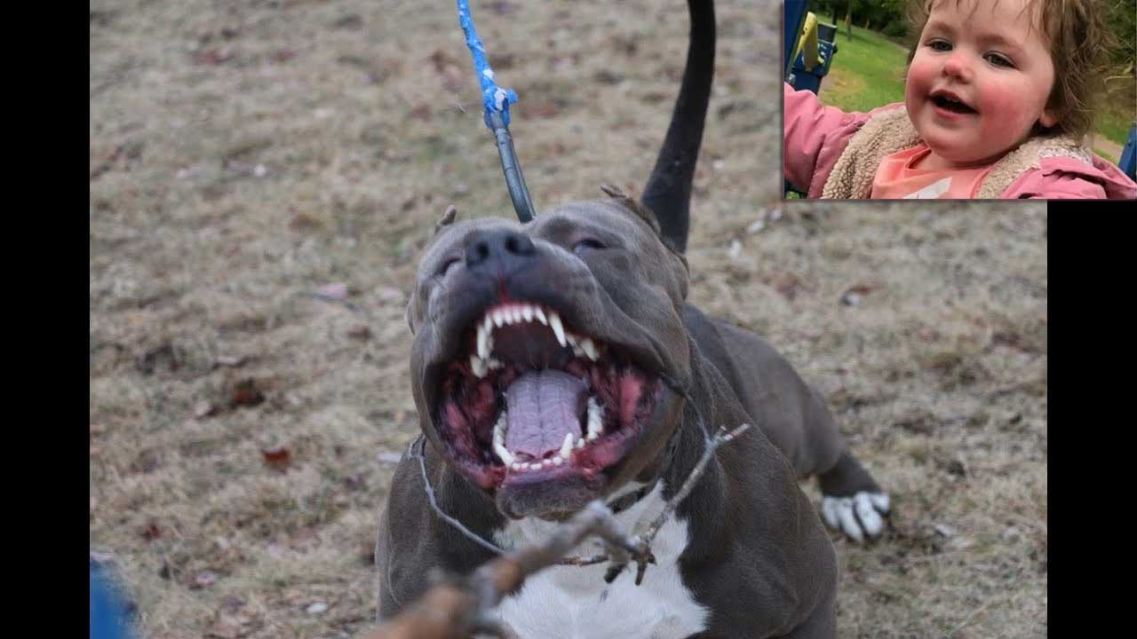 Baby-Girl-Killed-in-Suspected-Dog-Attack-Investigation