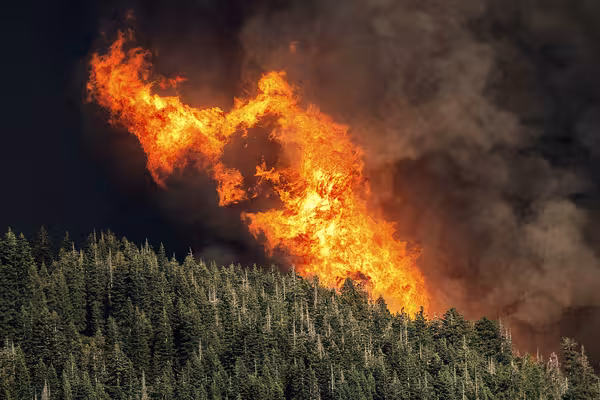 California Wildfire Deforestation Among World’s Highest