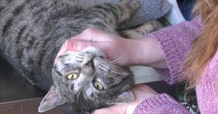 Canadians Add Pets and Shelter Animals to Wills Trend