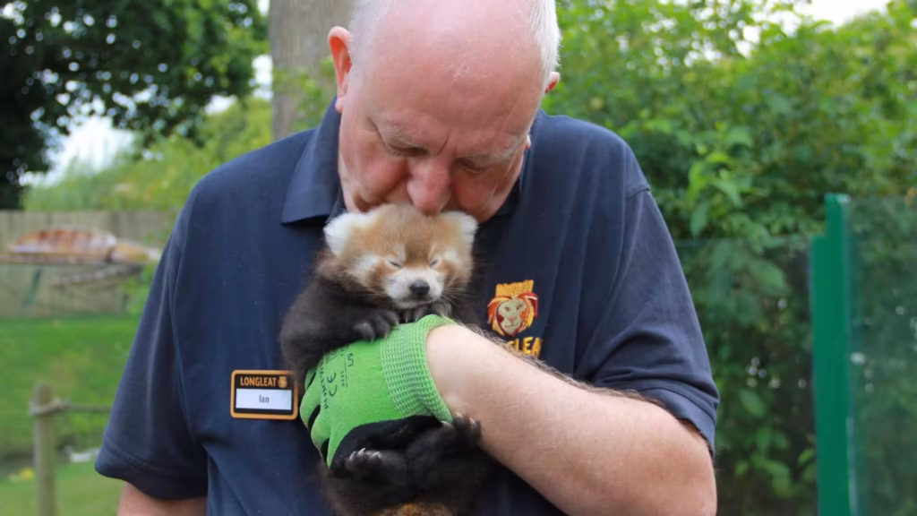 Longleat Safari Park Marks 60 Years of Wildlife History