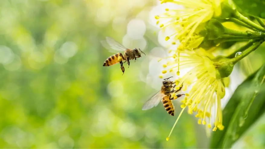 Valley Pollen Count Update What You Need to Know