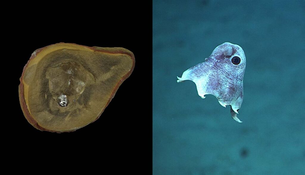 World’s Oldest Octopus Fossil May Not Be an Octopus