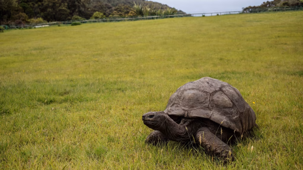 World’s Oldest Tortoise Alive Despite Death Rumors