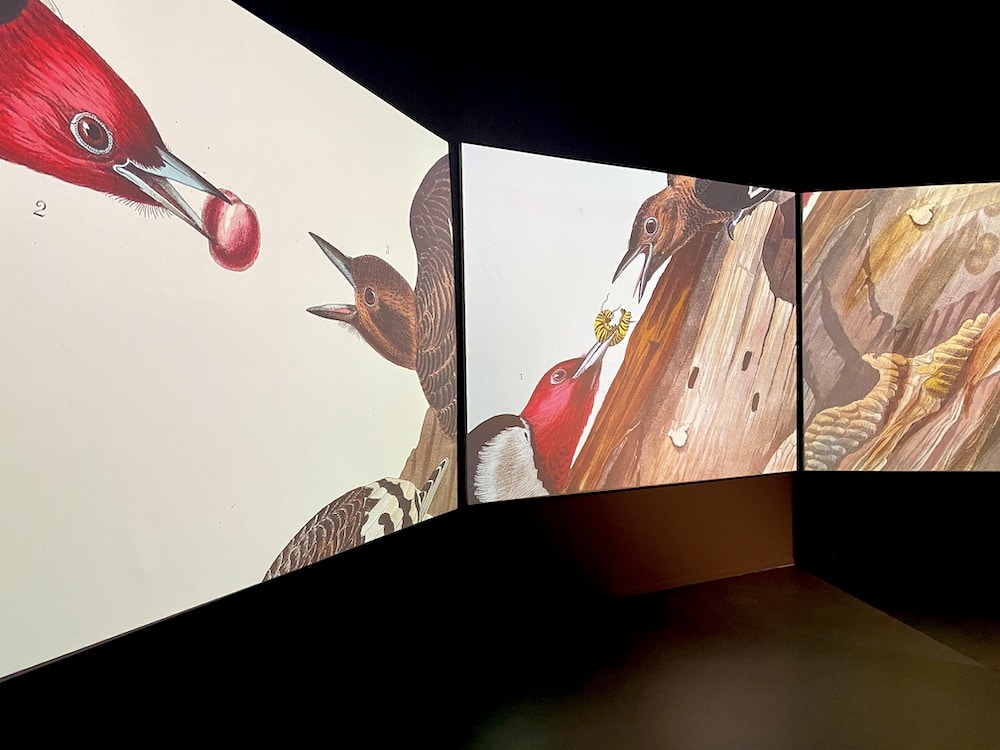 “Birds of America” showcased in Glasgow exhibition
