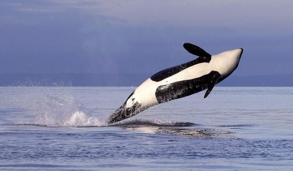 Carney Government Moves on B.C. Killer Whale Protections