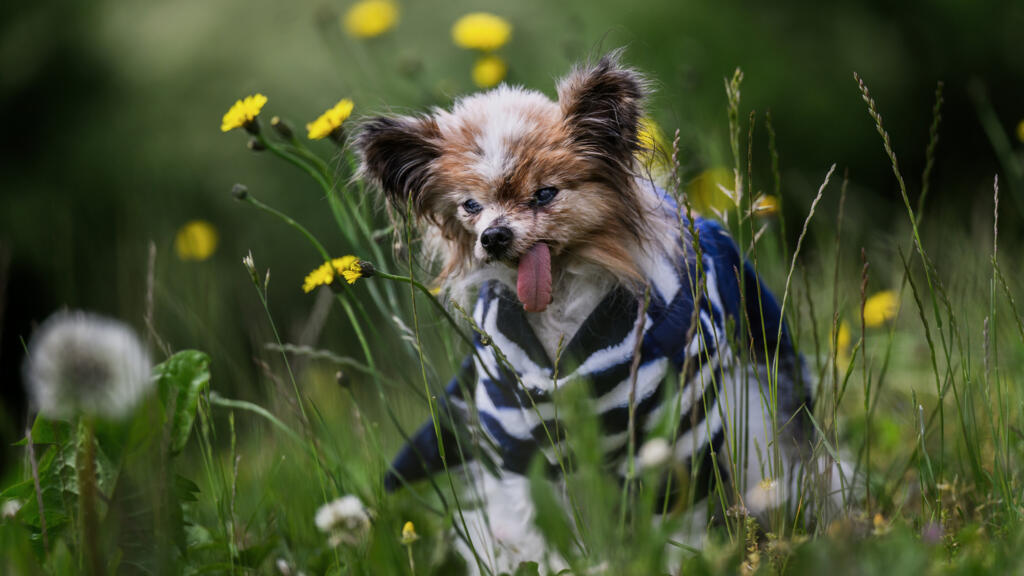 World’s Oldest Dog Contender Dies in France at 30