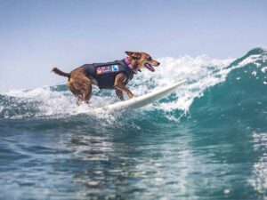 Canine Browsing Championships California 2026